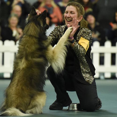 The Westminster Dog Show - Meet and Compete