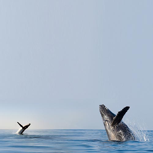 Narragansett Whale Watching