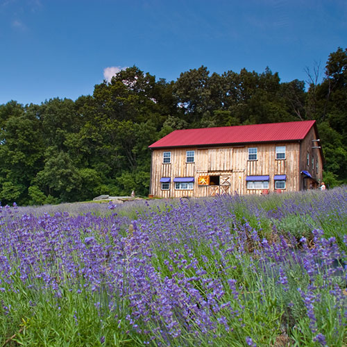 Peace Valley Lavender Farm