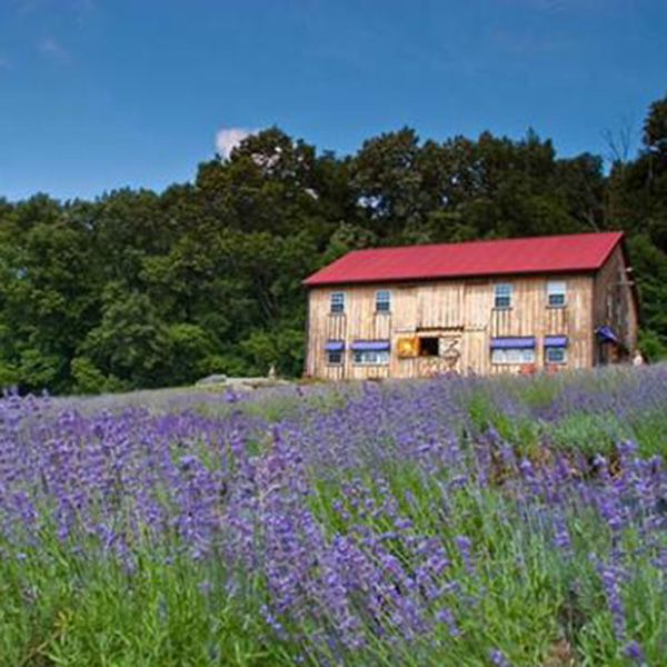 Peace Valley Lavender Farm